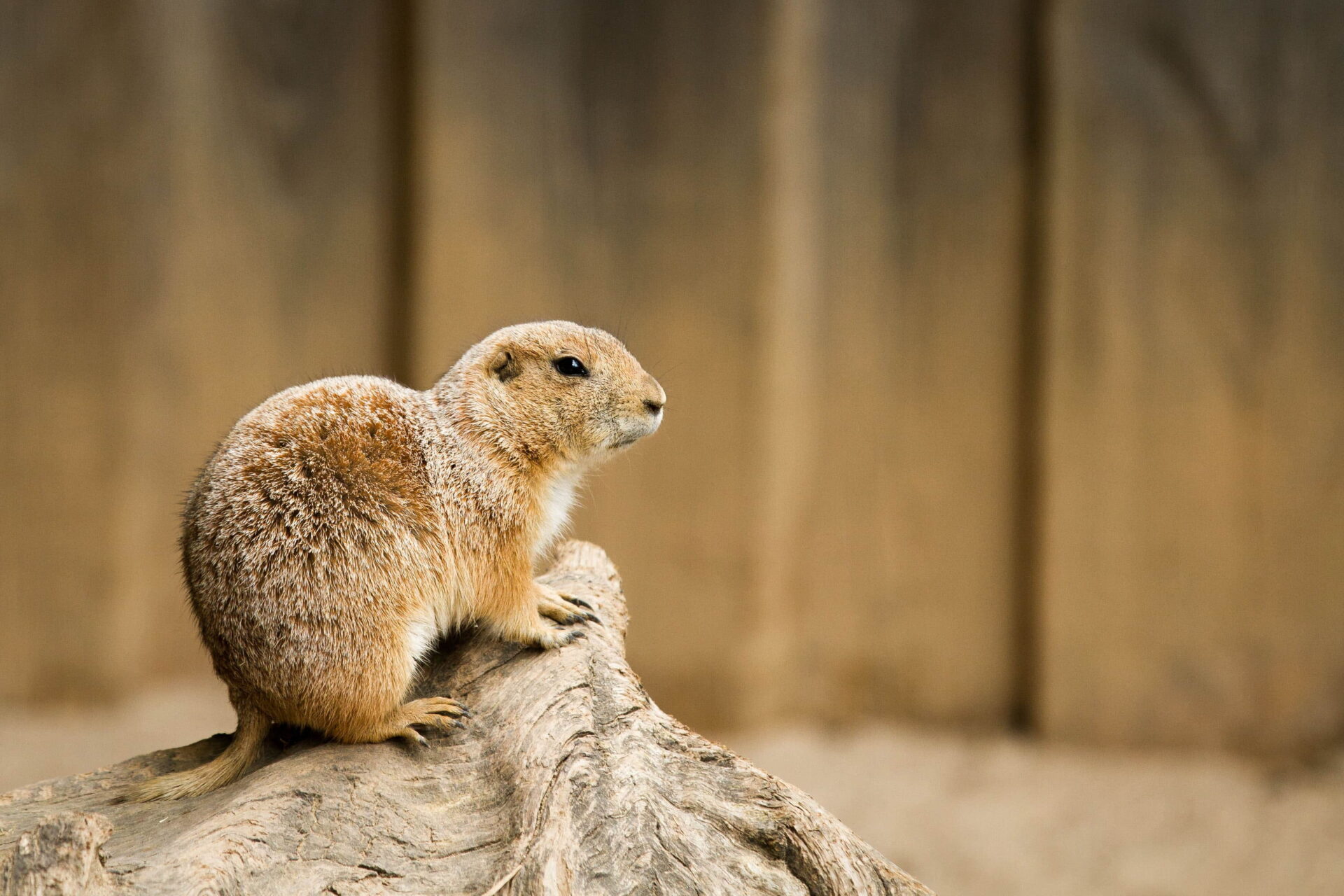 生活保護葬(福祉葬)